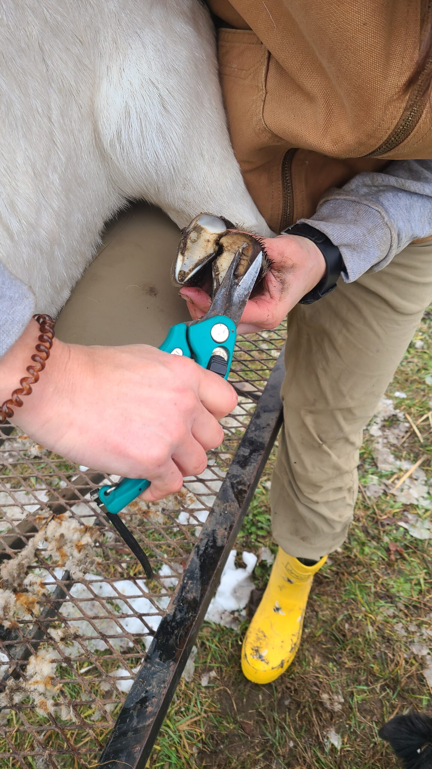 How To Trim Goat Hooves Wild Reid Ranch