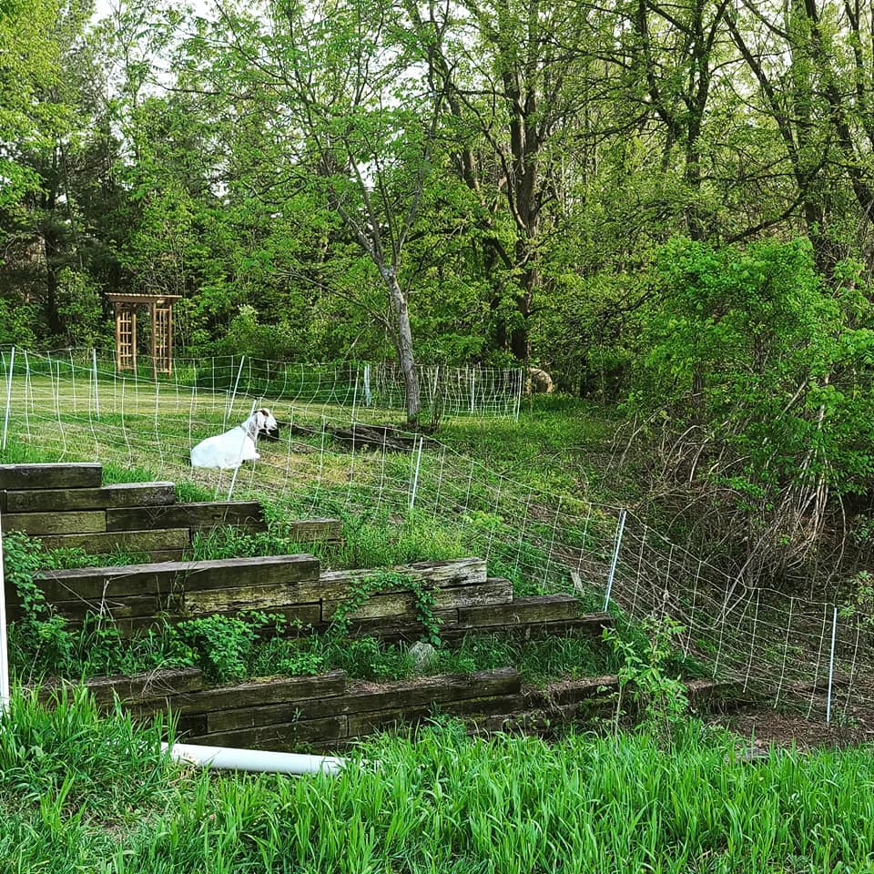 Goats grazing on a hill