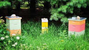 Three bee hives with pine trees behind them.