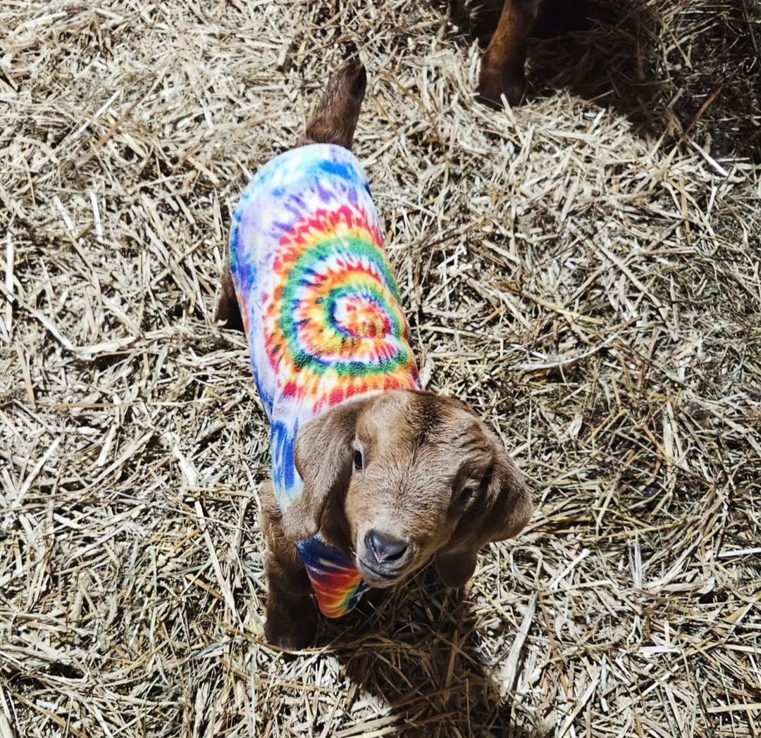 A brown baby goat with a colorful coat on.