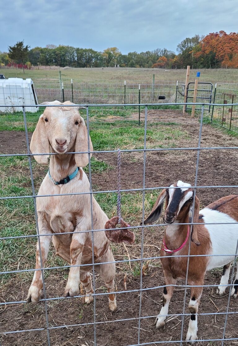 goats with mineral rock