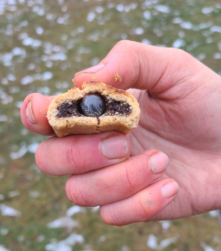 Copper bolus inside of a Fig Newton