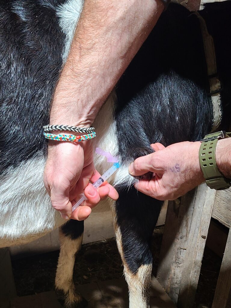 Giving an injection to a black goat