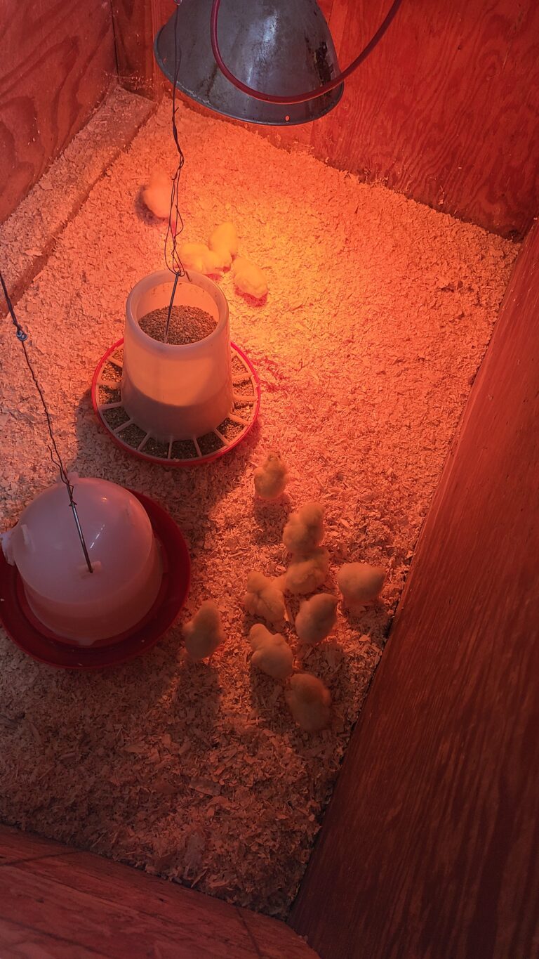 Chicks in a brooder with their food and water
