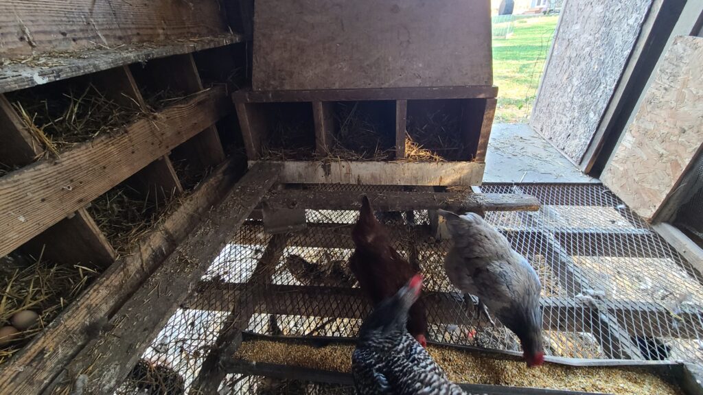 Chicken coop with a raised, grate floor
