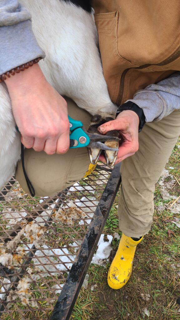 Trimming the heel portion of a goat's hoof