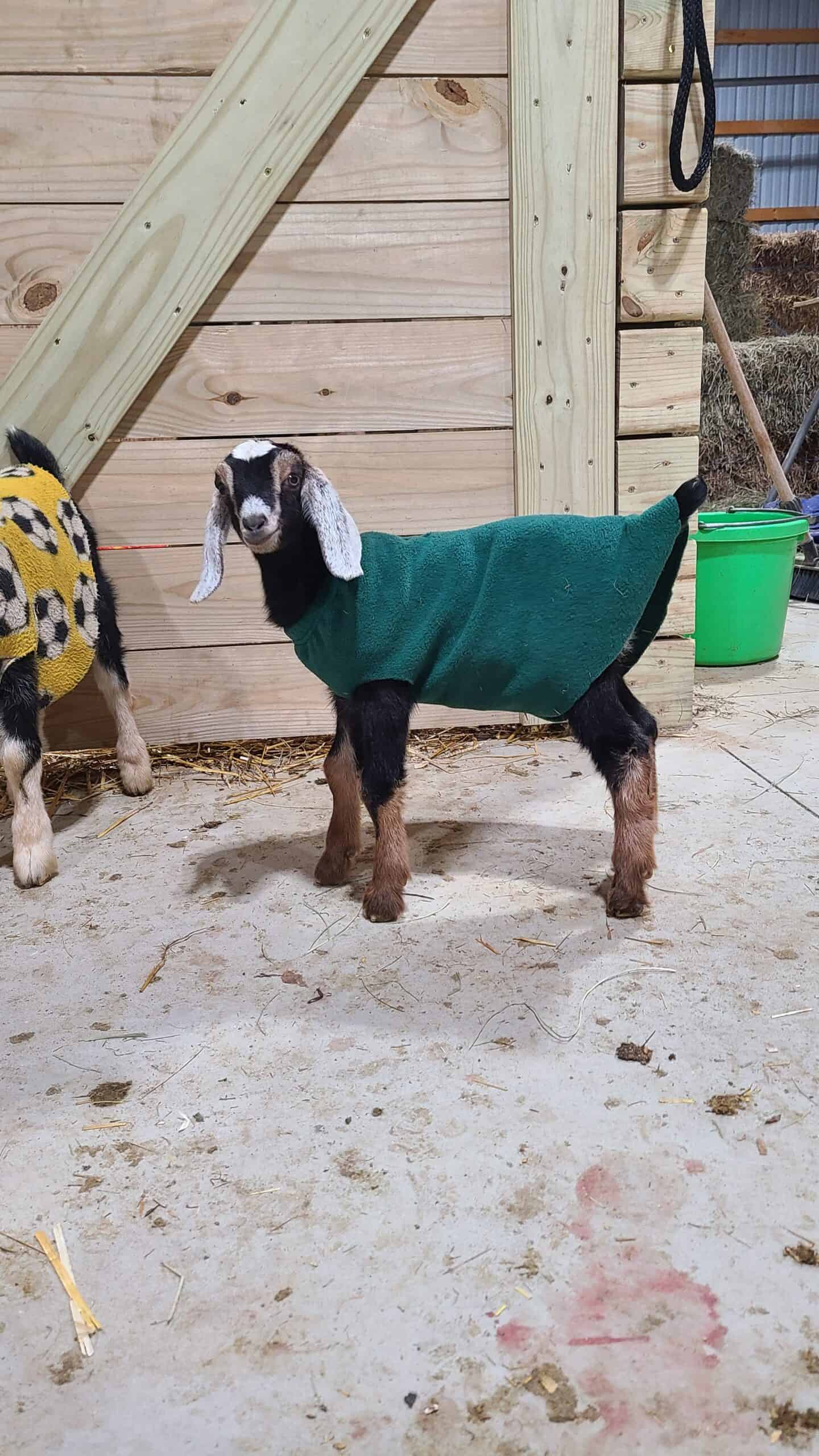 Baby goat wearing a no-sew coat