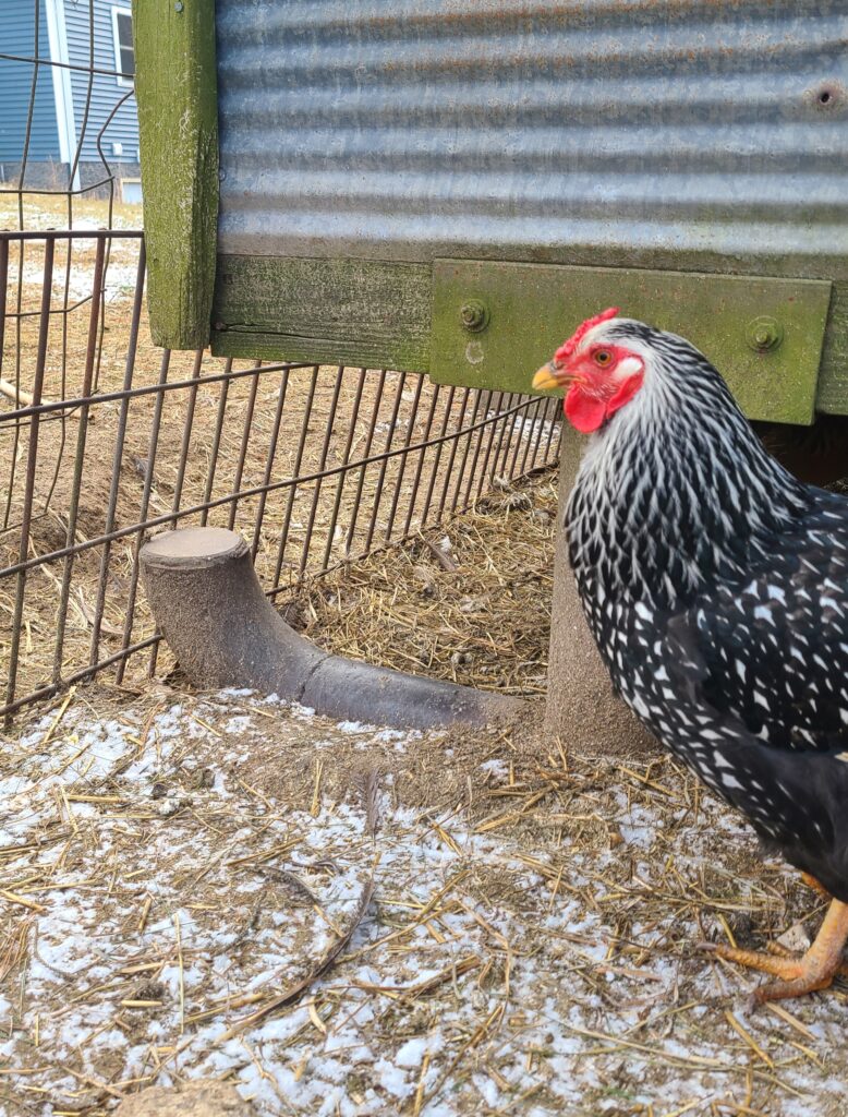 Mobile chicken coop with on skids