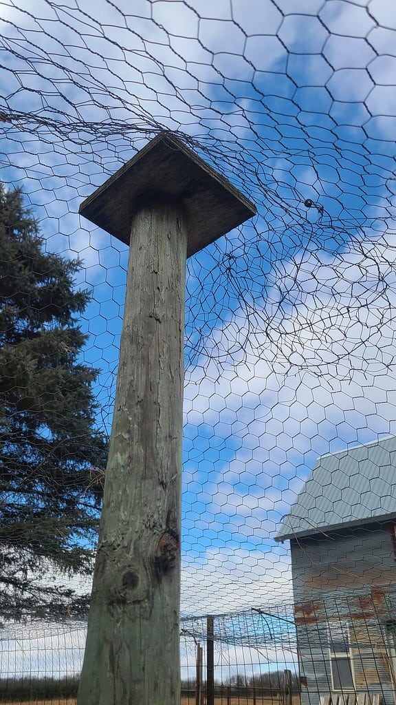 Support for the chicken wire roof on the chicken run