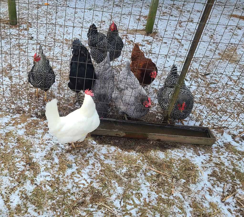 Chickens drinking water through the fence