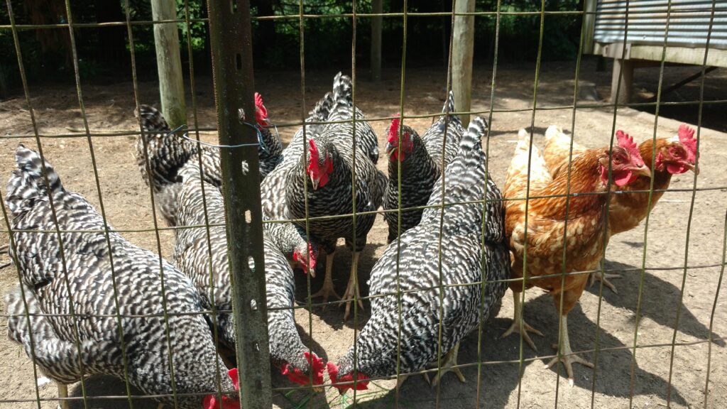 Chickens behind welded wire fencing