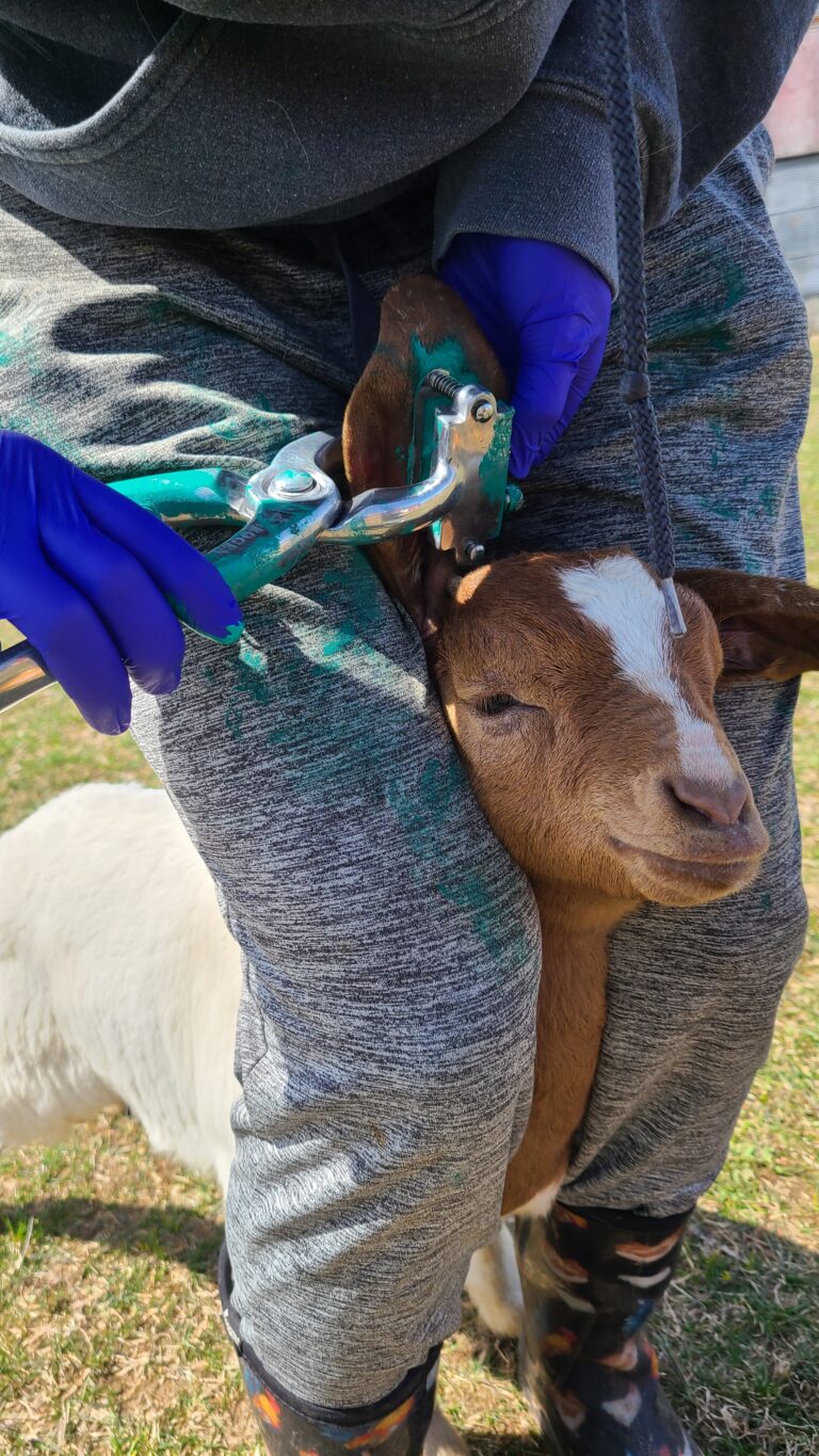 Goat being tattooed for registration