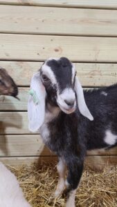 Goat with a new ear tag