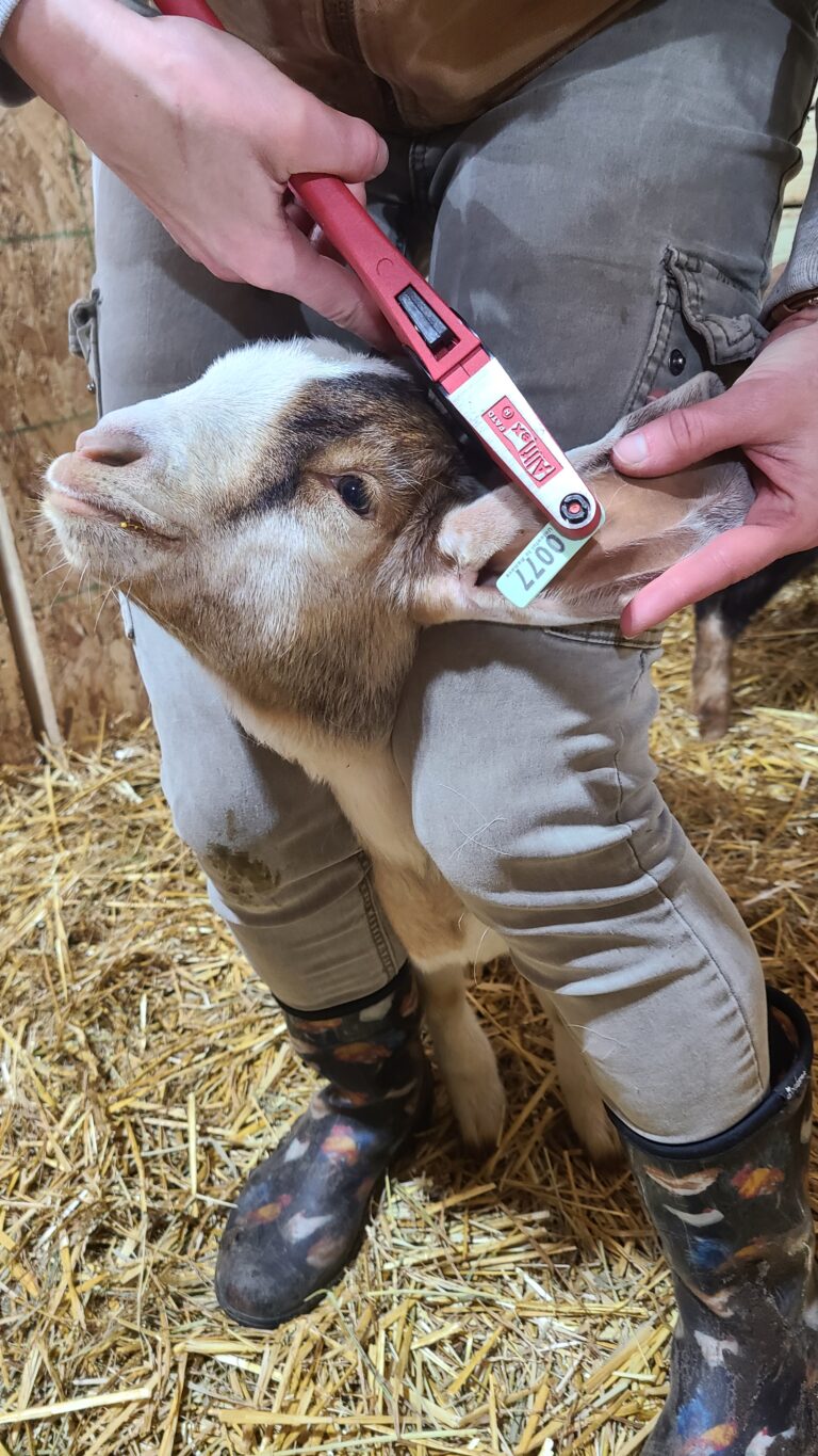Ear tagging a baby goat.