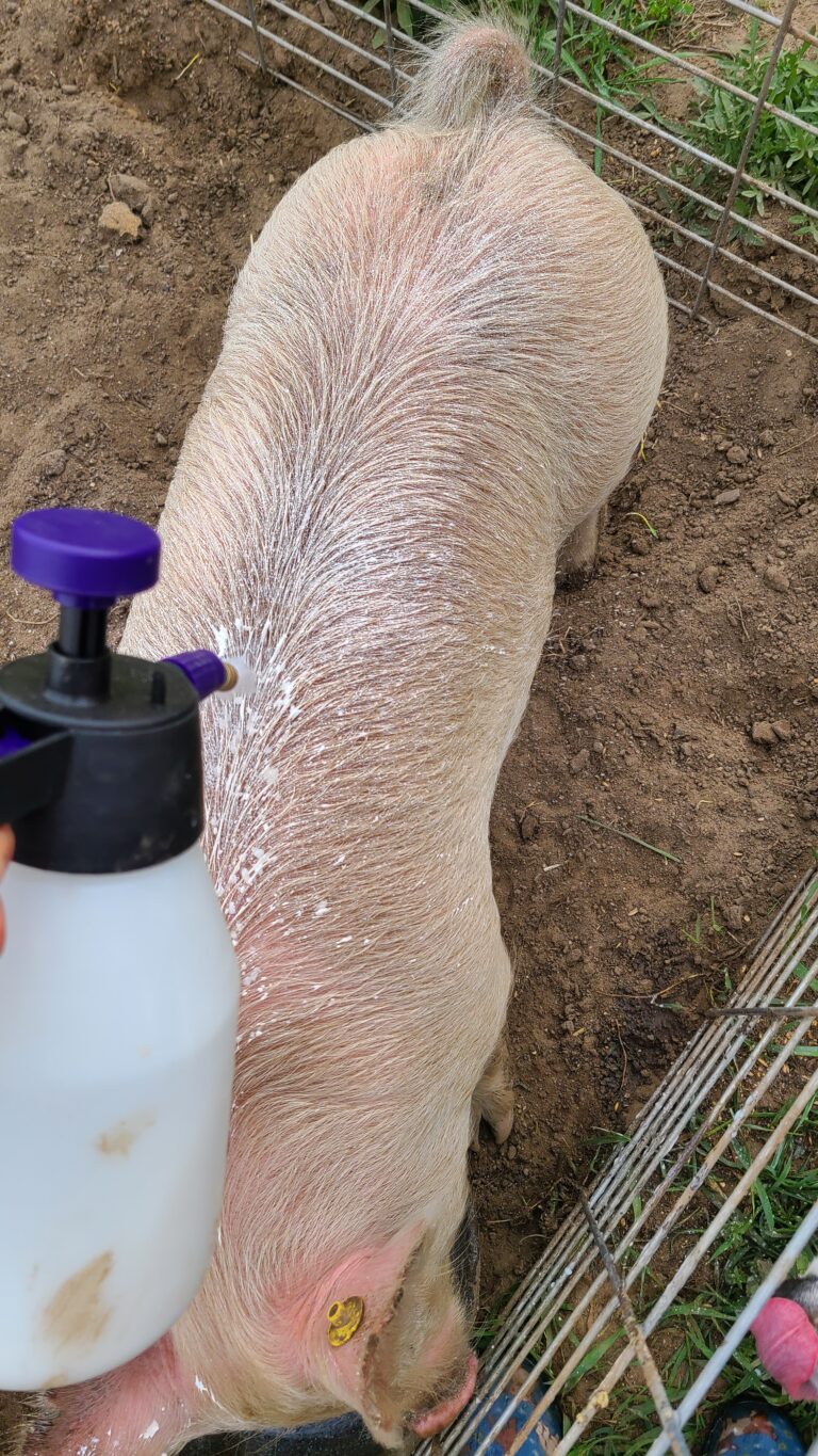 Pig being sprayed with sunscreen