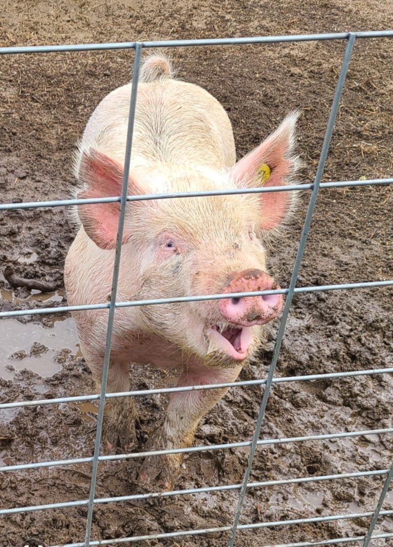 Happy pig standing in mud