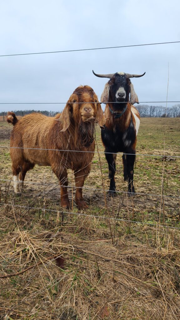 Boer buck (left) and Nubian buck (right)