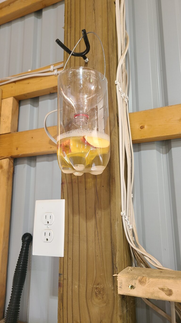 Homemade fly trap