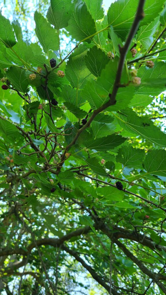 Wild Mulberries