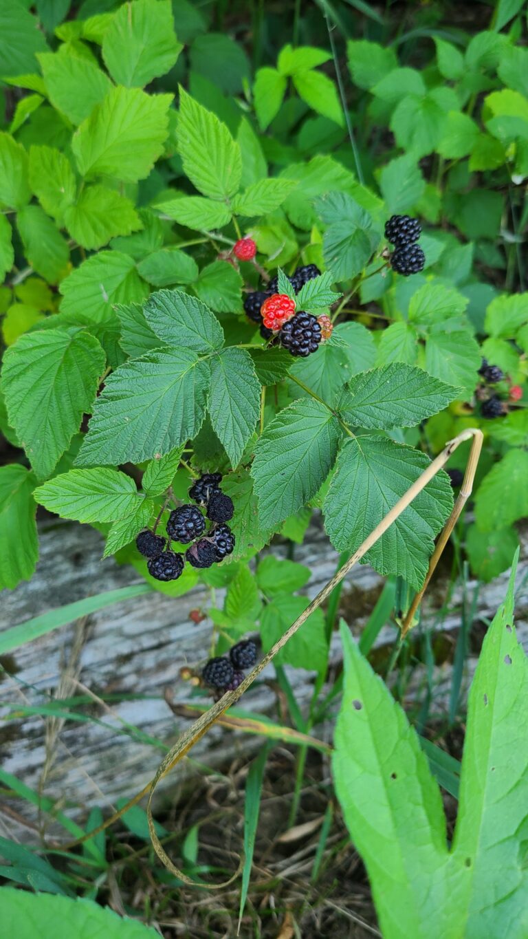 Wild black raspberries.