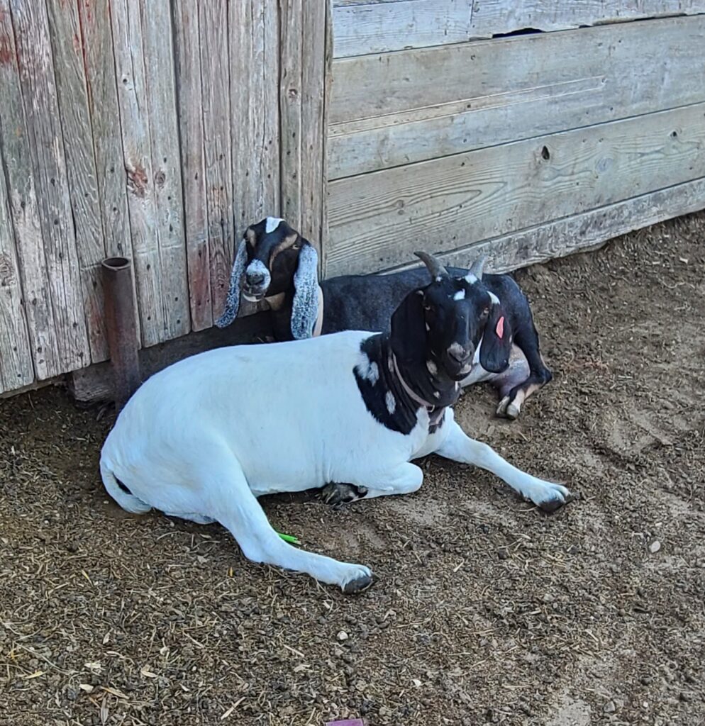 Boer vs. Nubian goat breeds one of each laying together