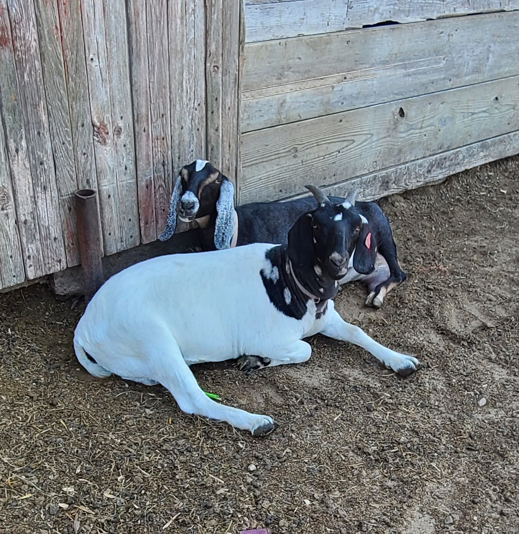 Black Nubian doe with frosted ears (back) and Black Dapple Head Boer doe (front)