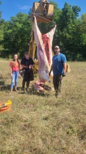 Steer butchered on farm