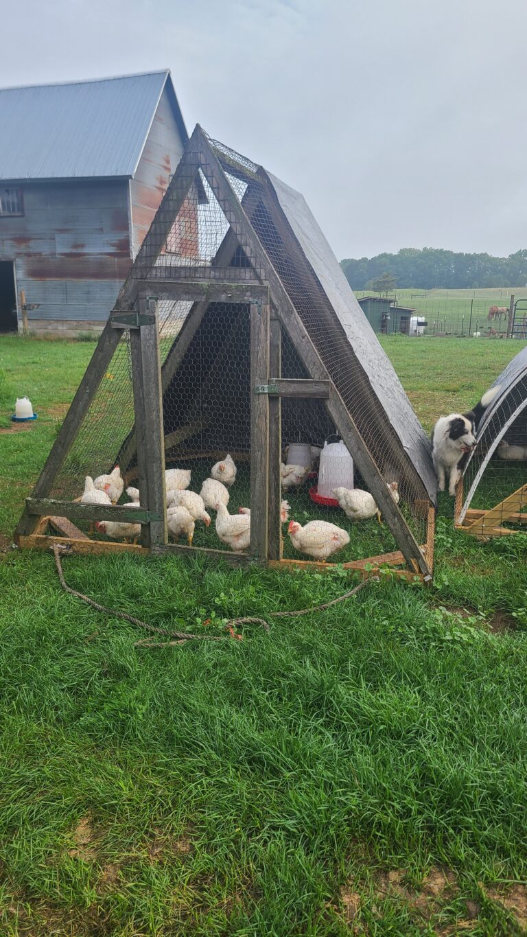 Chickens in a chicken tractor