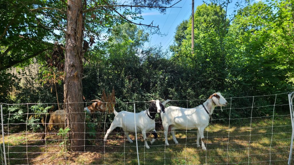 Goats put in a fence by targeted grazing professionals
