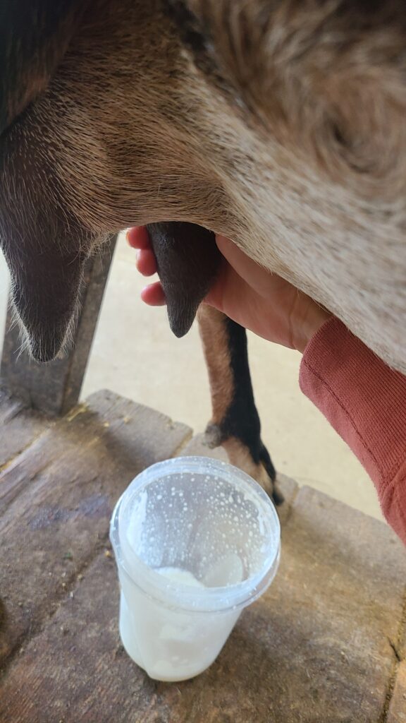 A goat being milked