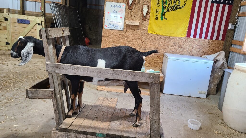 Dairy goat in a milking stand