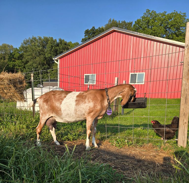 Dry-off a dairy goat
