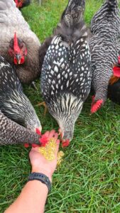 Several black and white chickens eating out of a person's hand.