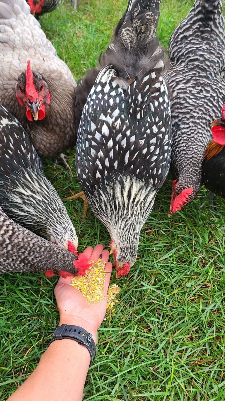 How to Tell Which of Your Hens are Laying