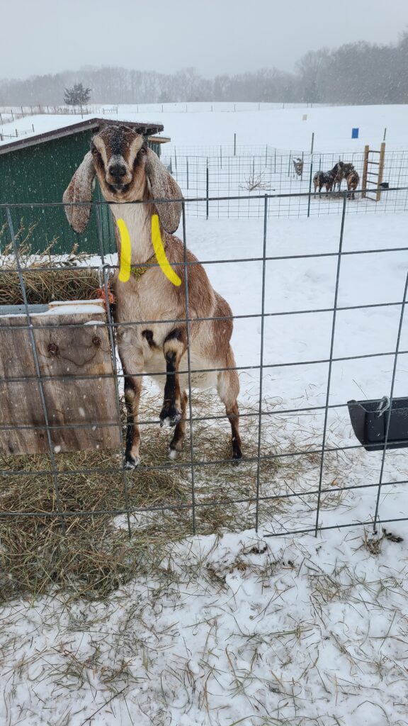 Goat jumping on a fence with the location of the jugular veins highlighted in yellow.