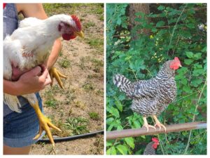 A comparison of a meat bird and a laying hen noting differences in pigmentation.