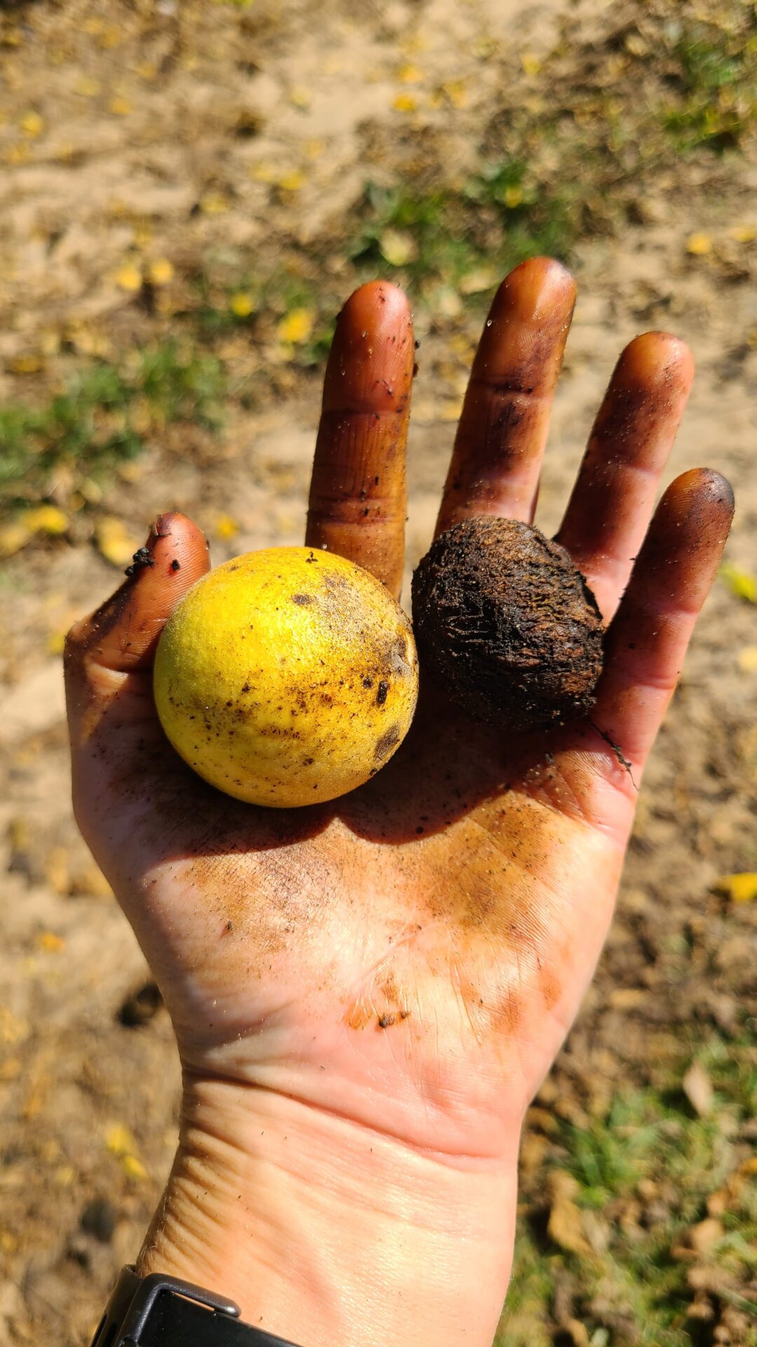 Walnuts in a stained hand