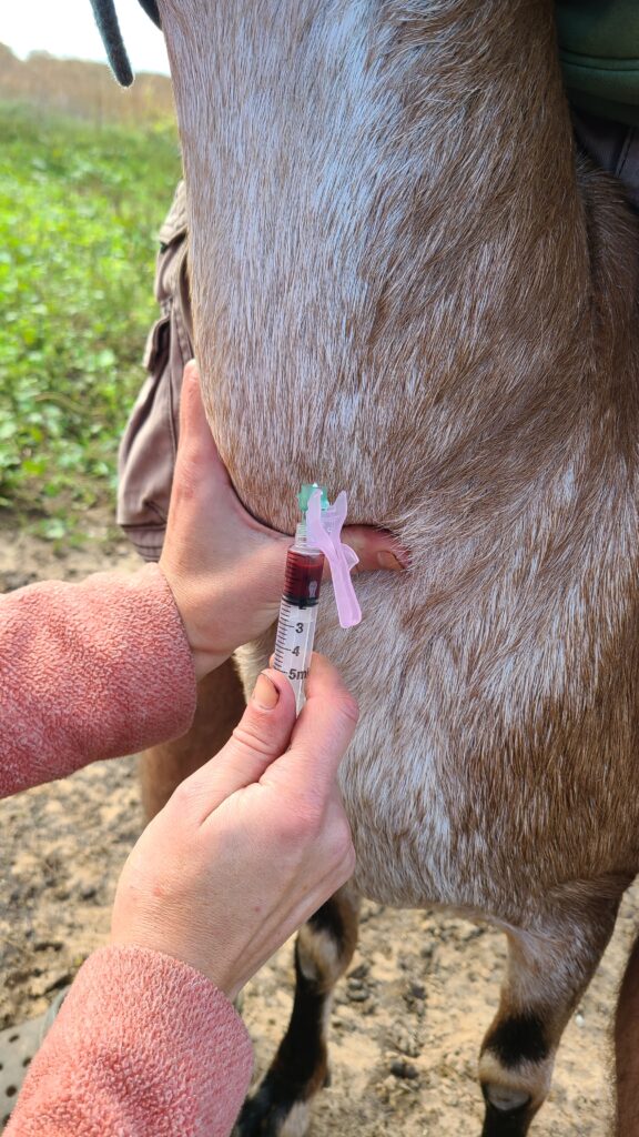 Drawing blood on a goat