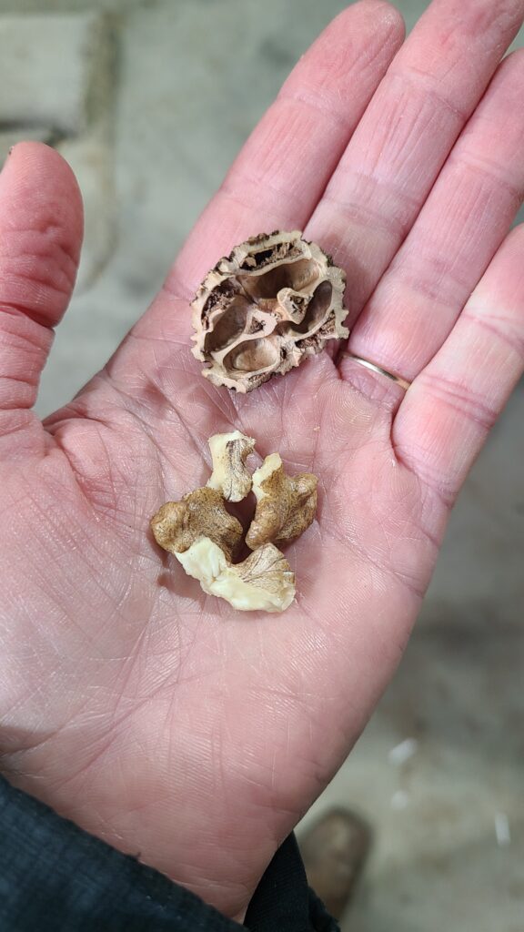Black walnut shell and nut