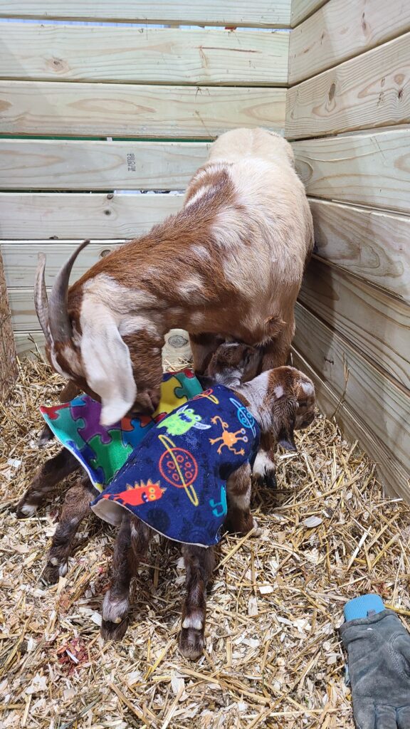 Mother goat with 2 kids