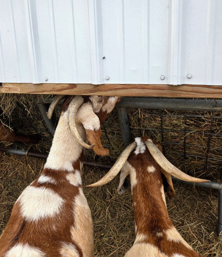 Boer goats with horns
