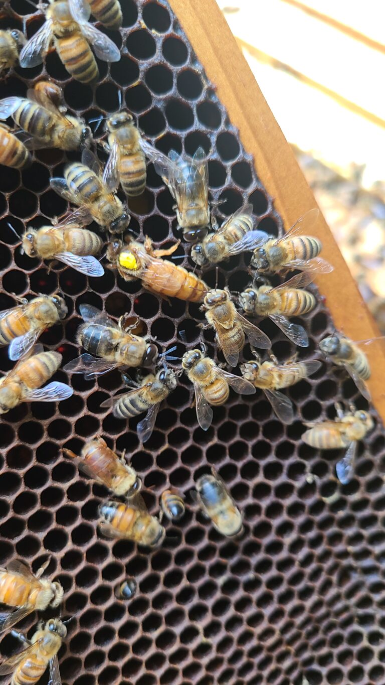 Queen bee with her subjects.