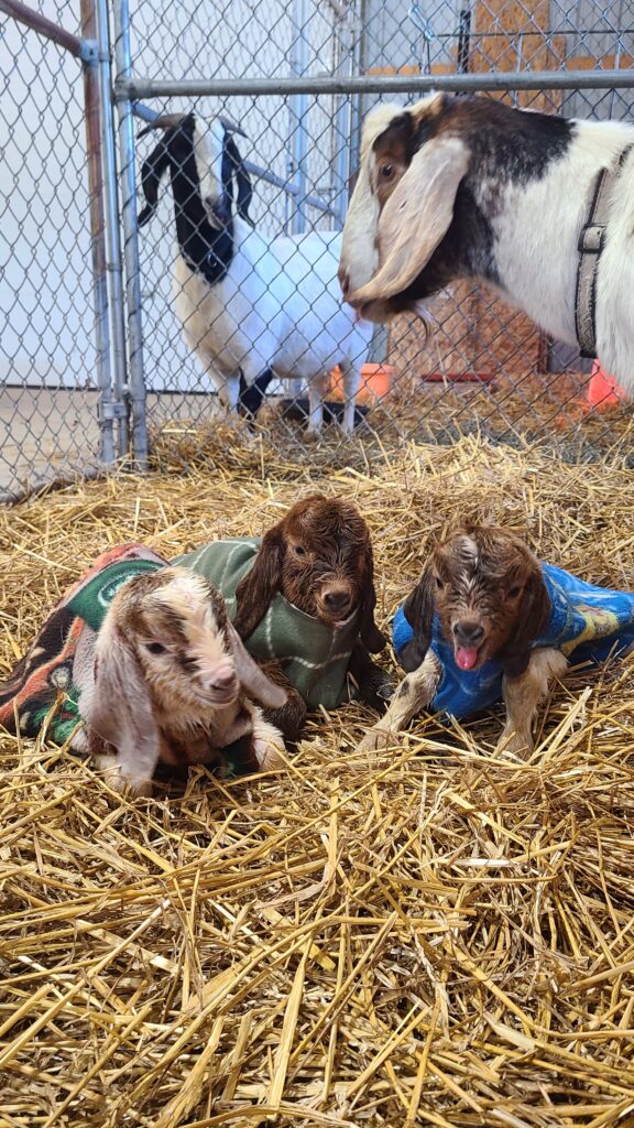 Three baby goat kids wearing fleece coats