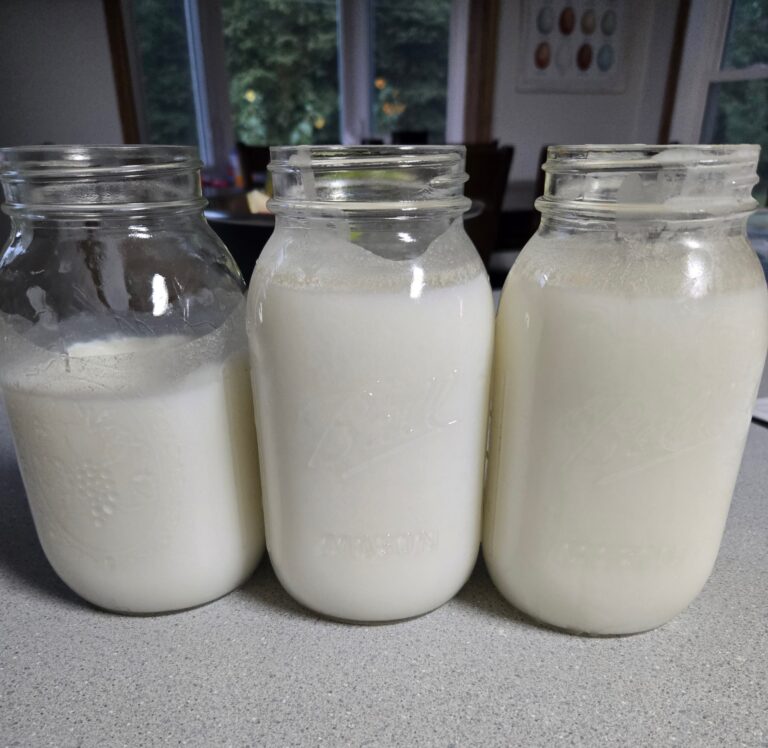 3 jars of rendered lard