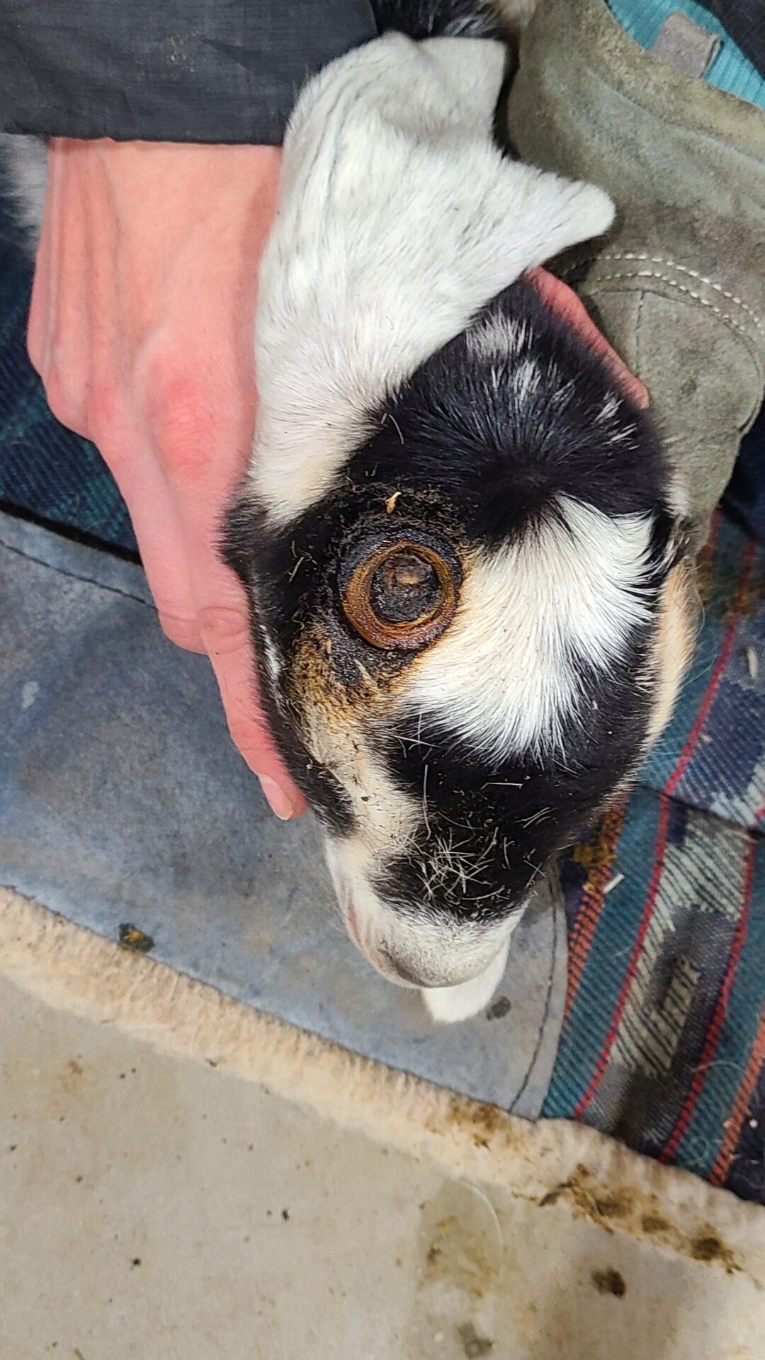 Freshly disbudded goat kid