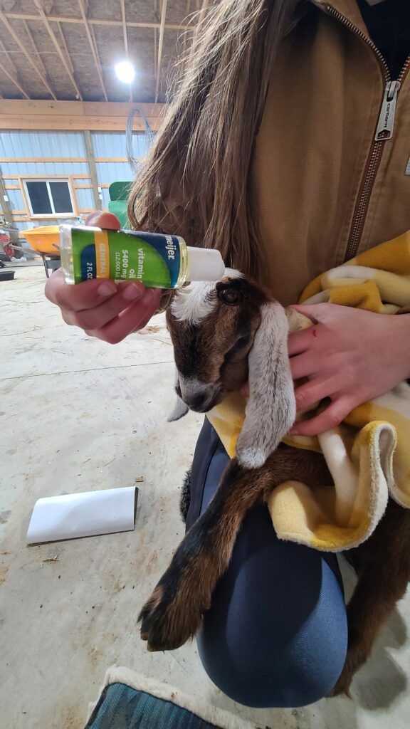 Applying vitamin e oil to the disbudding site