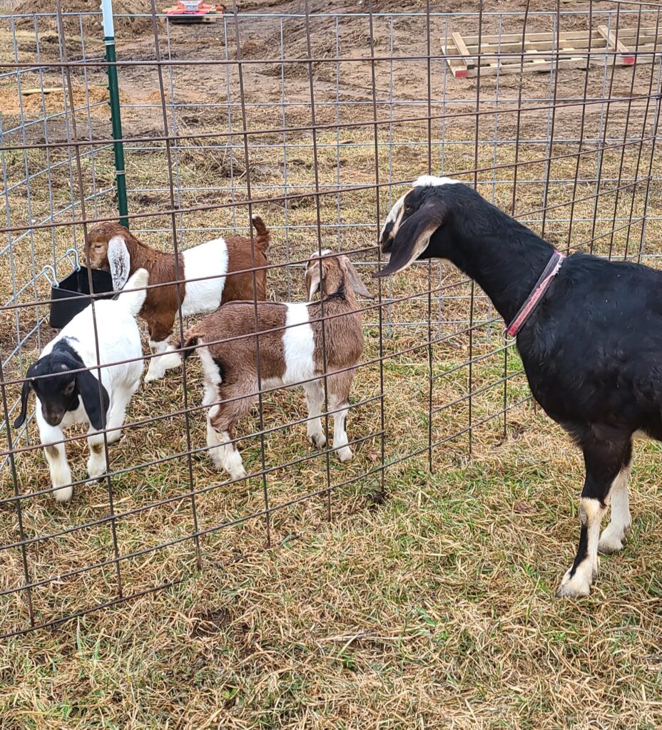 3 baby goats inside a DIY creep feeder