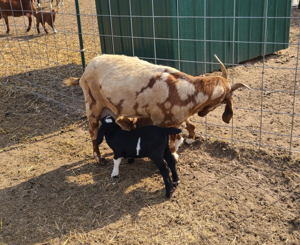 Mother goat nursing babies