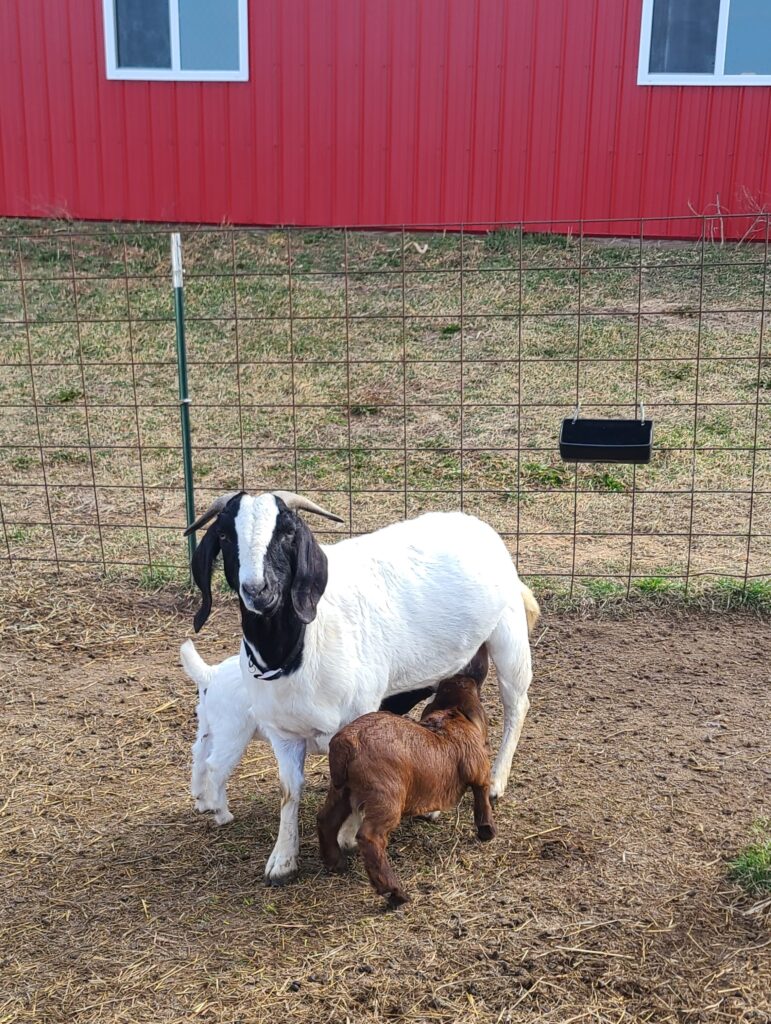 Mother goat nursing her young