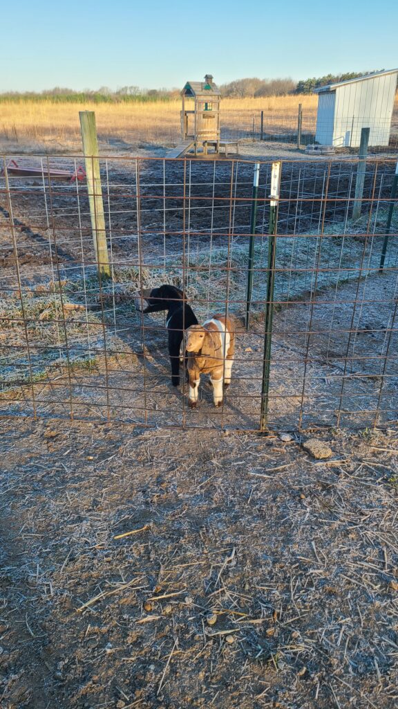 Baby goats inside a creep feeder gate